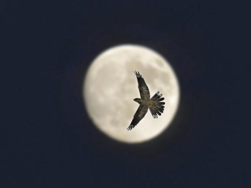 Moonlight, chapter two…